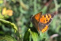 Lycaena phlaeas