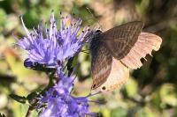 Lampides boeticus