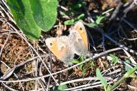 Coenonympha pamphilus