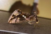 Chrysodeixis chalcites