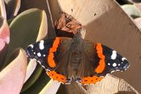 Vanessa atalanta