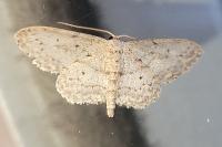 Idaea seriata