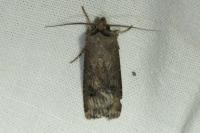 Agrotis ipsilon