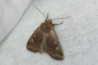 Conistra erythrocephala