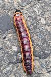 Cossus cossus