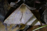 Colotois pennaria