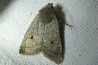 Leptologia lota