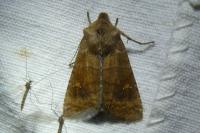 Eupsilia transversa