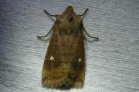 Eupsilia transversa