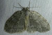 Epirrita