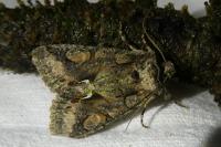 Allophyes oxyacanthae