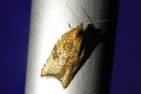 Acleris rhombana