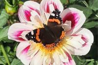 Vanessa atalanta