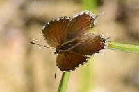 Cacyreus marshalli