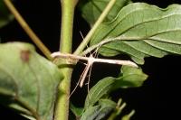 Emmelina monodactyla