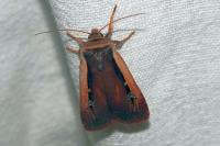 Ochropleura leucogaster