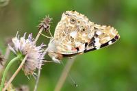 Vanessa cardui