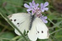 Pieris rapae