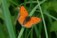 Lycaena dispar