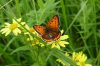 Lycaena dispar