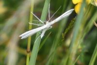 Pterophorus pentadactylus