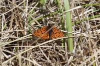 Melitaea didyma