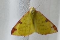 Opisthograptis luteolata