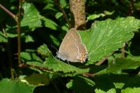 Satyrium ilicis
