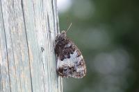 Brintesia circe
