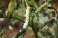 Cucullia chamomillae