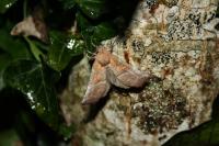 Scoliopteryx libatrix