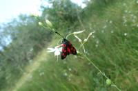 Zygaena transalpina