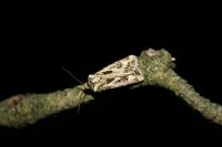 Agrotis vestigialis