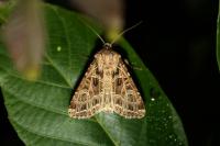 Sideridis reticulata