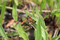 Pyropteron chrysidiforme