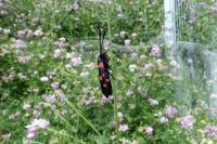 Zygaena ephialtes