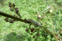 Cucullia scrophulariae