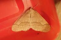 Phigaliohybernia marginaria