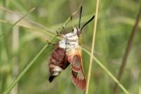 Hemaris fuciformis