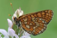 Euphydryas aurinia