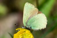 Callophrys rubi