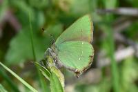 Callophrys rubi