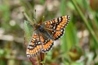 Euphydryas aurinia