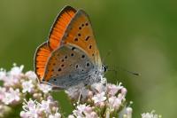 Lycaena dispar