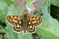 Carterocephalus palaemon