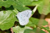 Celastrina argiolus
