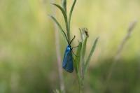 Jordanita globulariae