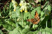 Nymphalis polychloros