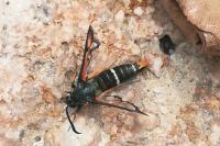 Pyropteron chrysidiforme