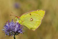 Colias crocea